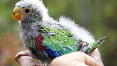 Juvenile swift parrot