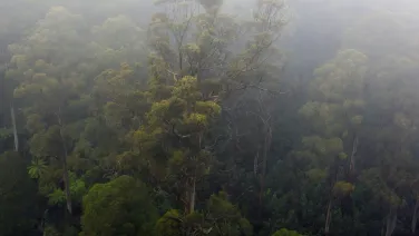 A birds eye view of a Victorian Mountain Ash forest. Mist cloaks tall trees and and the ground cover is dense with ferns.