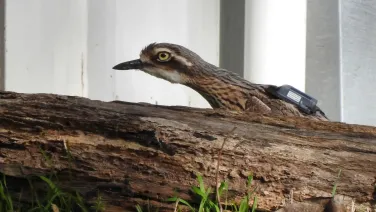 A bush stone-curlew hiding behind a tree with a radio transmitter on its back.