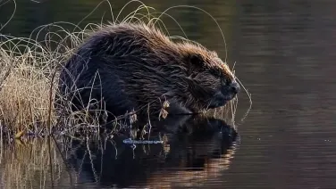 A beaver at the edge of a body of water.