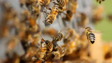 A mass of bees