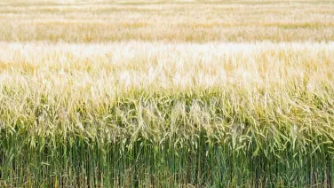 A field of wheat.