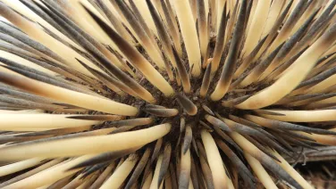 Under the Spikes by Isaac Wilson. © South Australian Museum