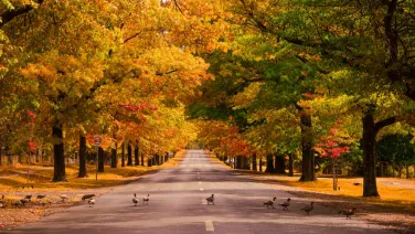 Autumn leaf colour changes and fall are affected by summer temperatures.