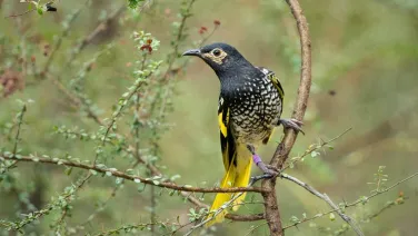 Photo of a Regent Honeyeater bird