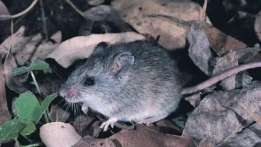 New Holland Mouse