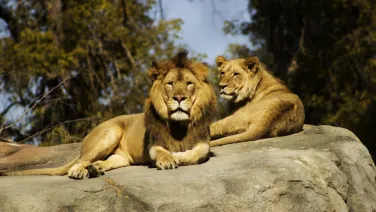 lion and lioness