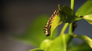 Dainty Swallowtail caterpillar on a citrus leaf.