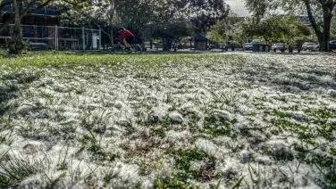 Fluff in Bowen Park, Kingston.