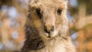 roo