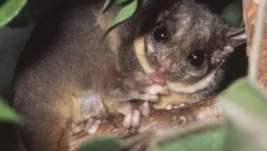 Leadbeater’s possum